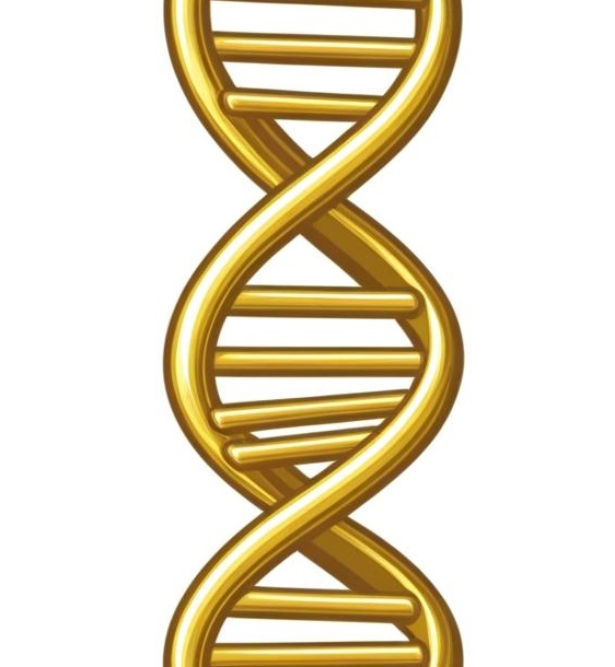 DNA Vvertikal